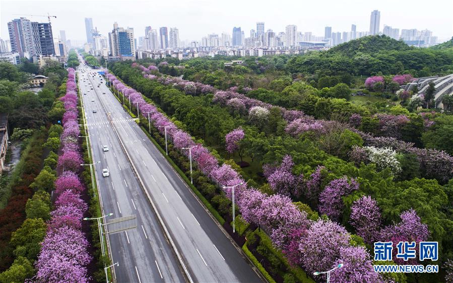 （春季美丽生态）（3）广西柳州：雨后洋紫荆别样美