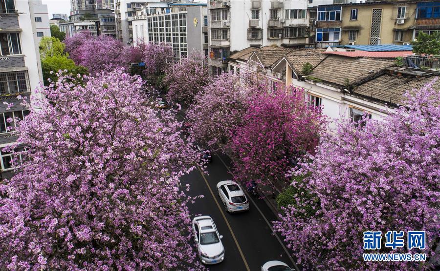 （春季美丽生态）（4）广西柳州：雨后洋紫荆别样美