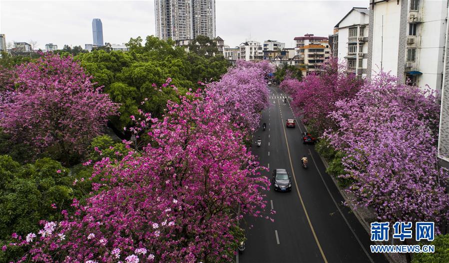 （春季美丽生态）（5）广西柳州：雨后洋紫荆别样美