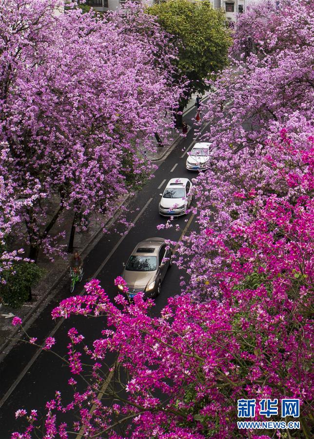 （春季美丽生态）（7）广西柳州：雨后洋紫荆别样美