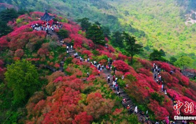 湖北麻城杜鹃花海迎客来