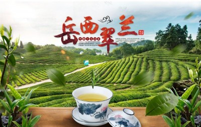 品出时尚,品出健康———走进国宾礼茶•岳西翠兰