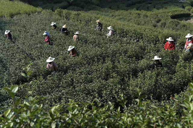 品出时尚，品出健康———走进国宾礼茶•岳西翠兰